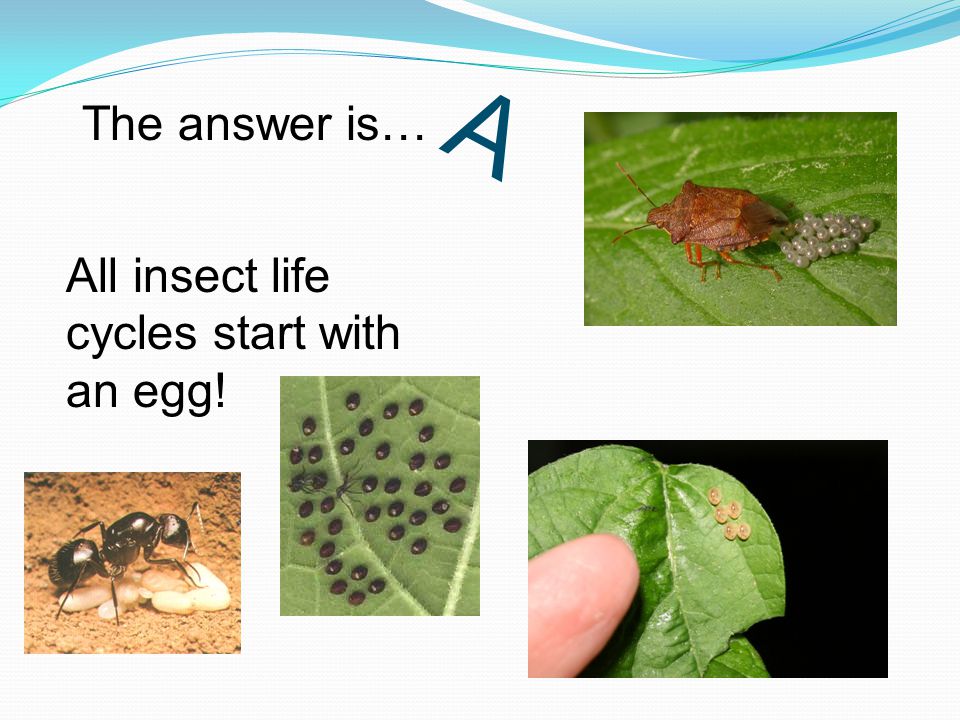 A The answer is… All insect life cycles start with an egg!