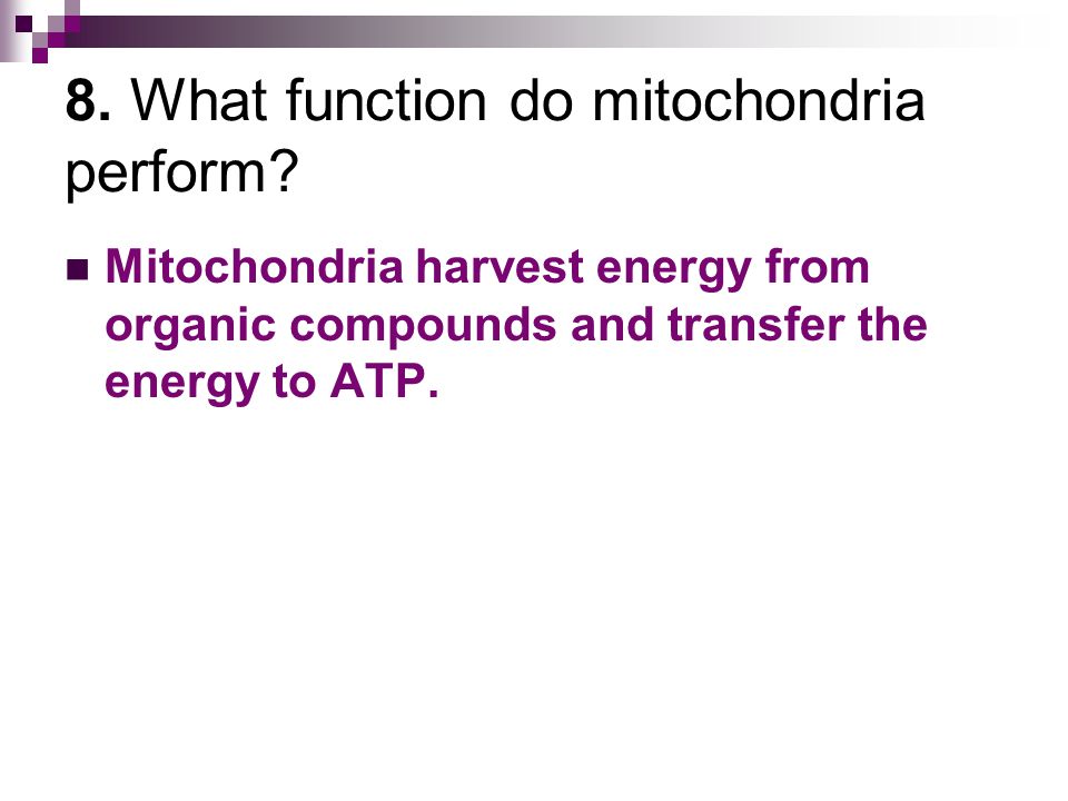 8. What function do mitochondria perform