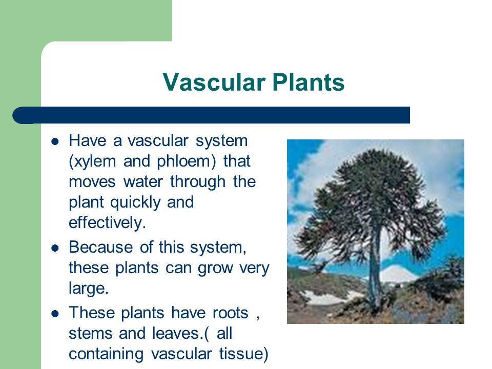 Vascular Plants Have a vascular system (xylem and phloem) that moves water through the plant quickly and effectively.