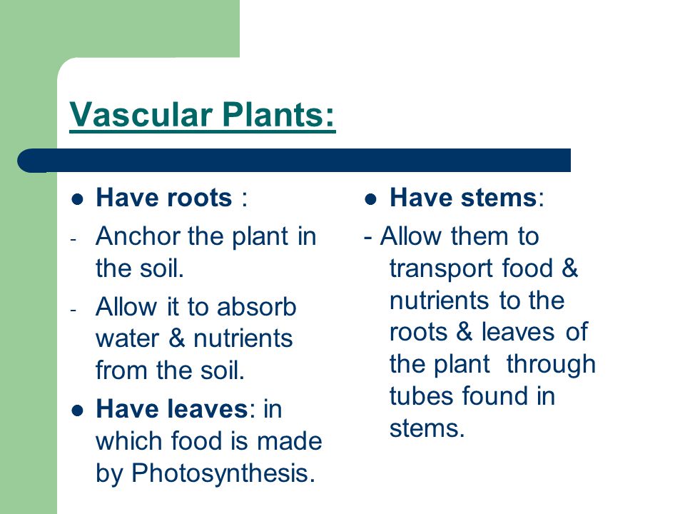 Vascular Plants: Have roots : Anchor the plant in the soil.