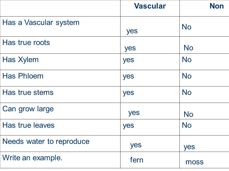 Vascular Non. Has a Vascular system. Has true roots. Has Xylem. yes. No. Has Phloem. Has true stems.