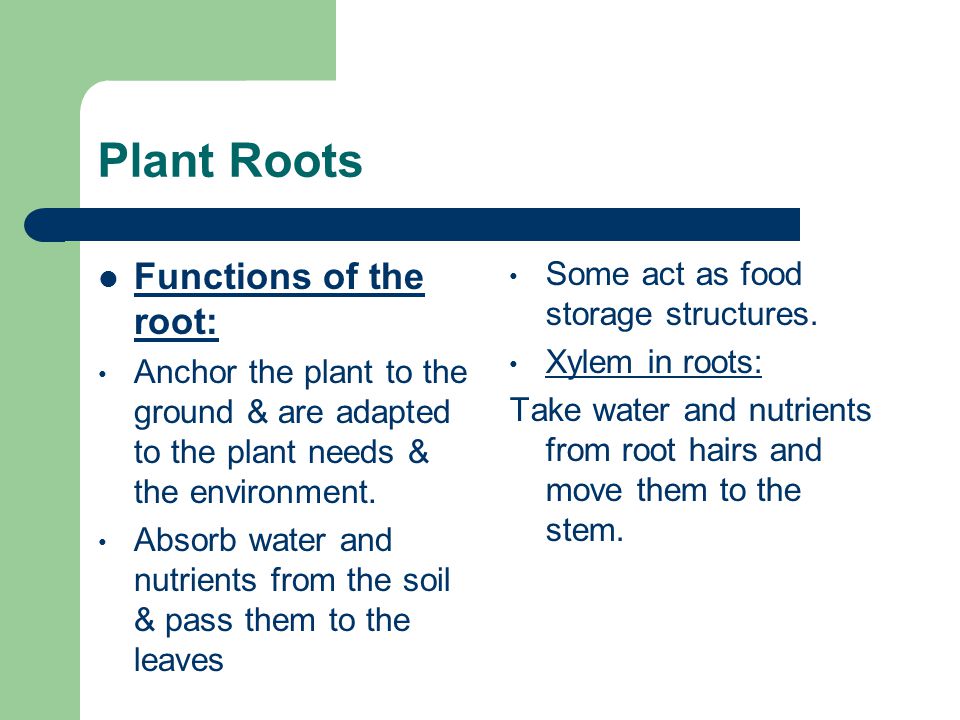 Plant Roots Functions of the root: