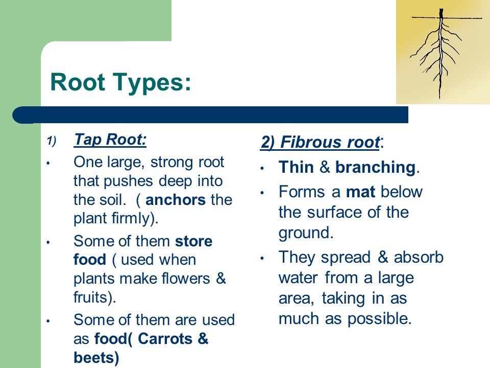 Root Types: 2) Fibrous root: Thin & branching.