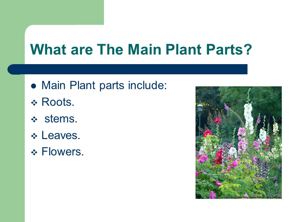 What are The Main Plant Parts