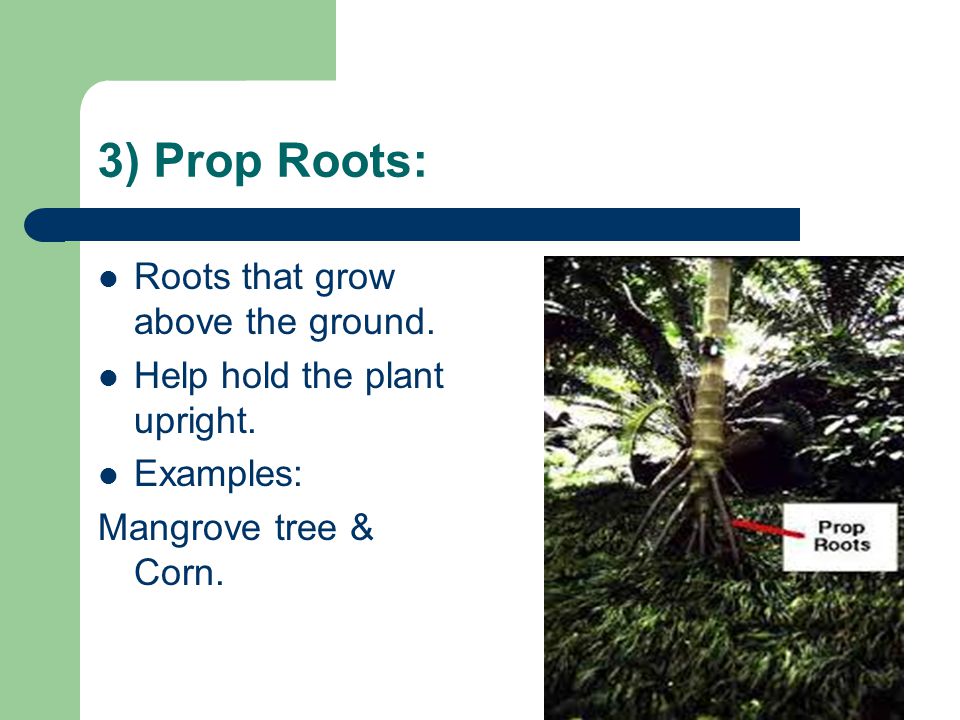 3) Prop Roots: Roots that grow above the ground.