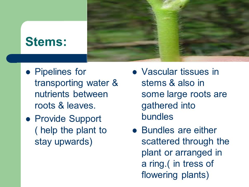 Stems: Pipelines for transporting water & nutrients between roots & leaves. Provide Support ( help the plant to stay upwards)