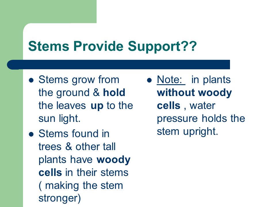 Stems Provide Support Stems grow from the ground & hold the leaves up to the sun light.