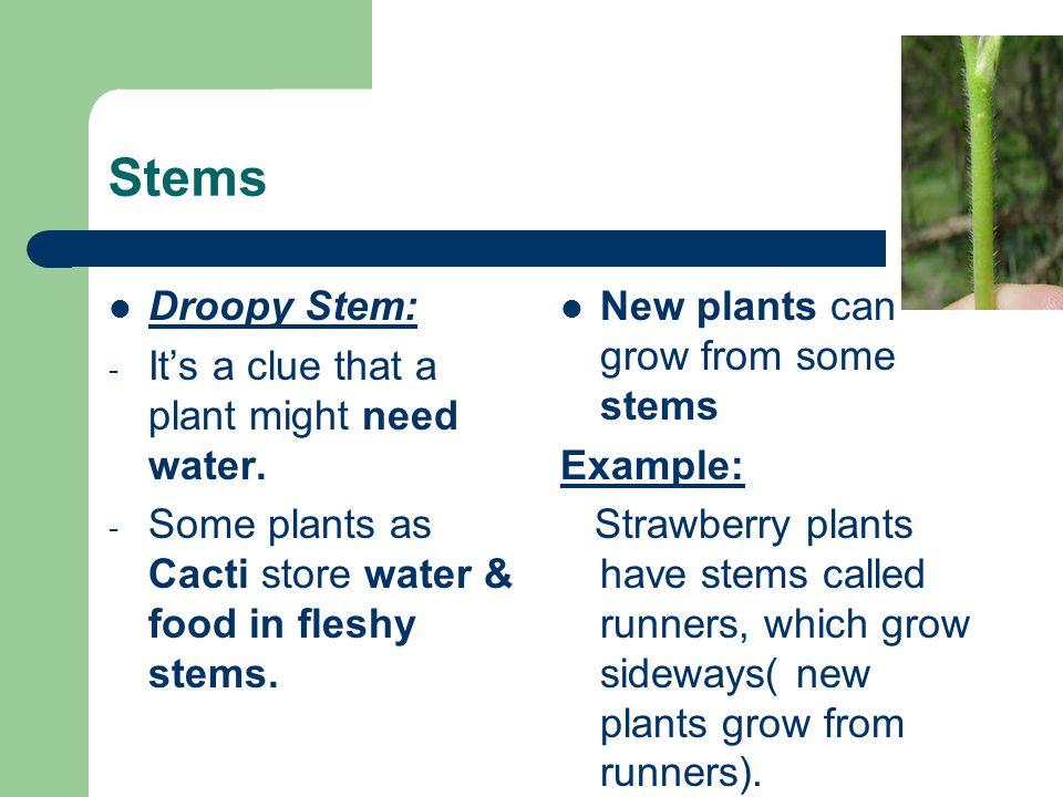 Stems Droopy Stem: It’s a clue that a plant might need water.
