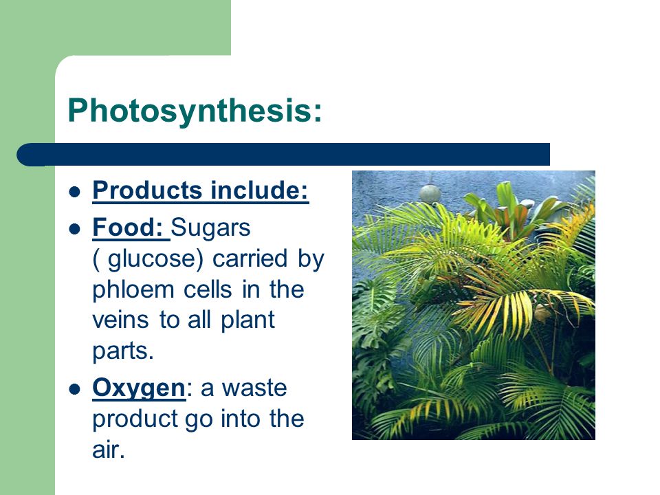 Photosynthesis: Products include: