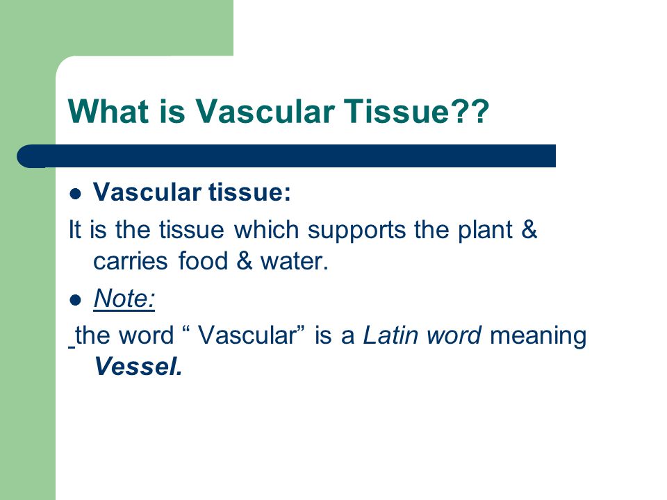 What is Vascular Tissue