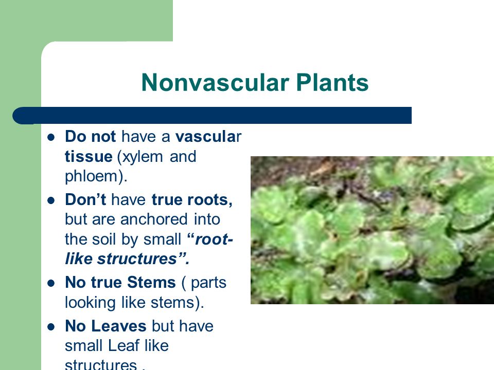 Nonvascular Plants Do not have a vascular tissue (xylem and phloem).