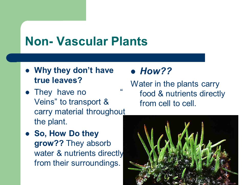 Non- Vascular Plants How Why they don’t have true leaves
