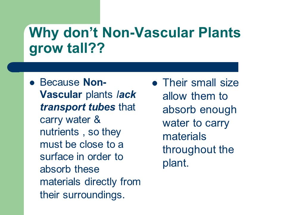 Why don’t Non-Vascular Plants grow tall