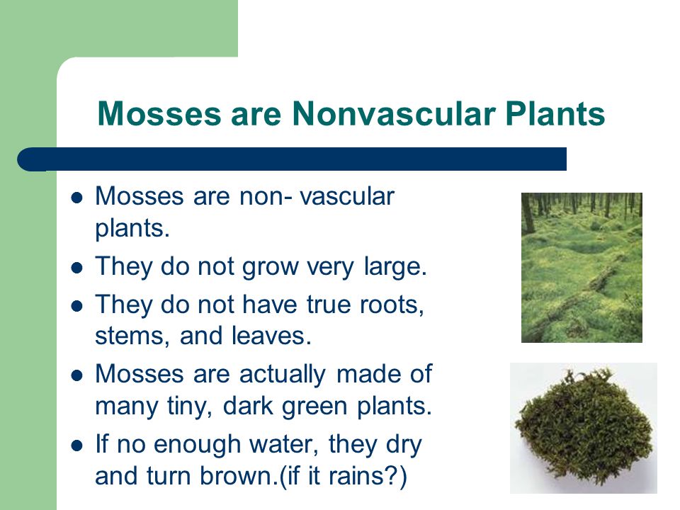 Mosses are Nonvascular Plants