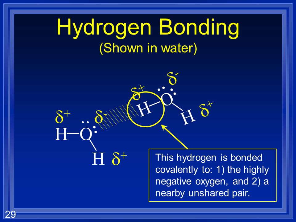 Hydrogen Bonding (Shown in water)