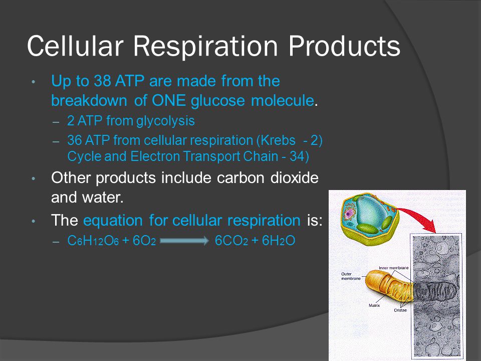 Cellular Respiration Products
