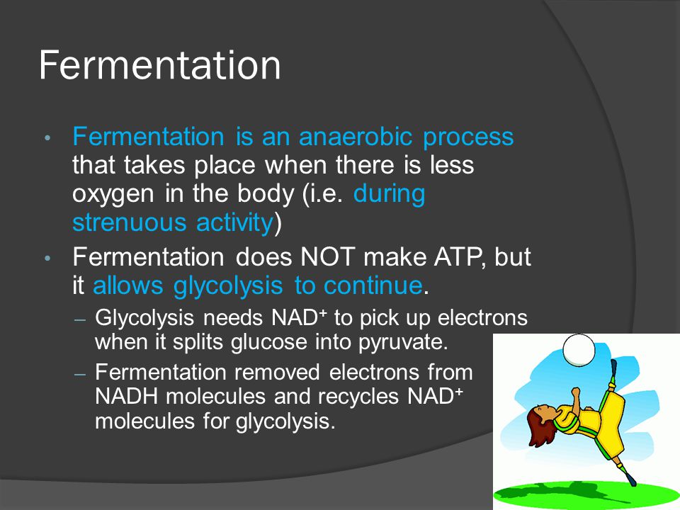 Fermentation Fermentation is an anaerobic process that takes place when there is less oxygen in the body (i.e. during strenuous activity)