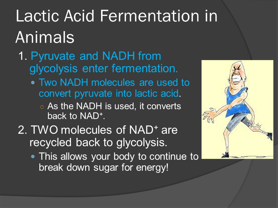 Lactic Acid Fermentation in Animals