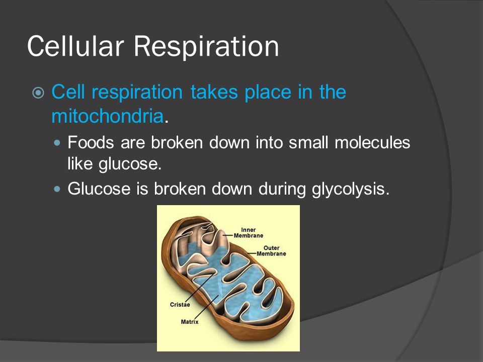 Cellular Respiration Cell respiration takes place in the mitochondria.