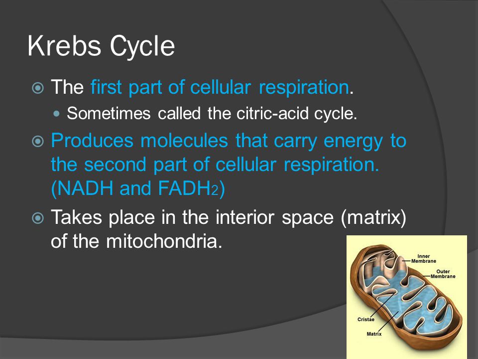Krebs Cycle The first part of cellular respiration.