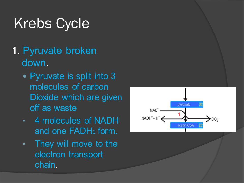 Krebs Cycle 1. Pyruvate broken down.