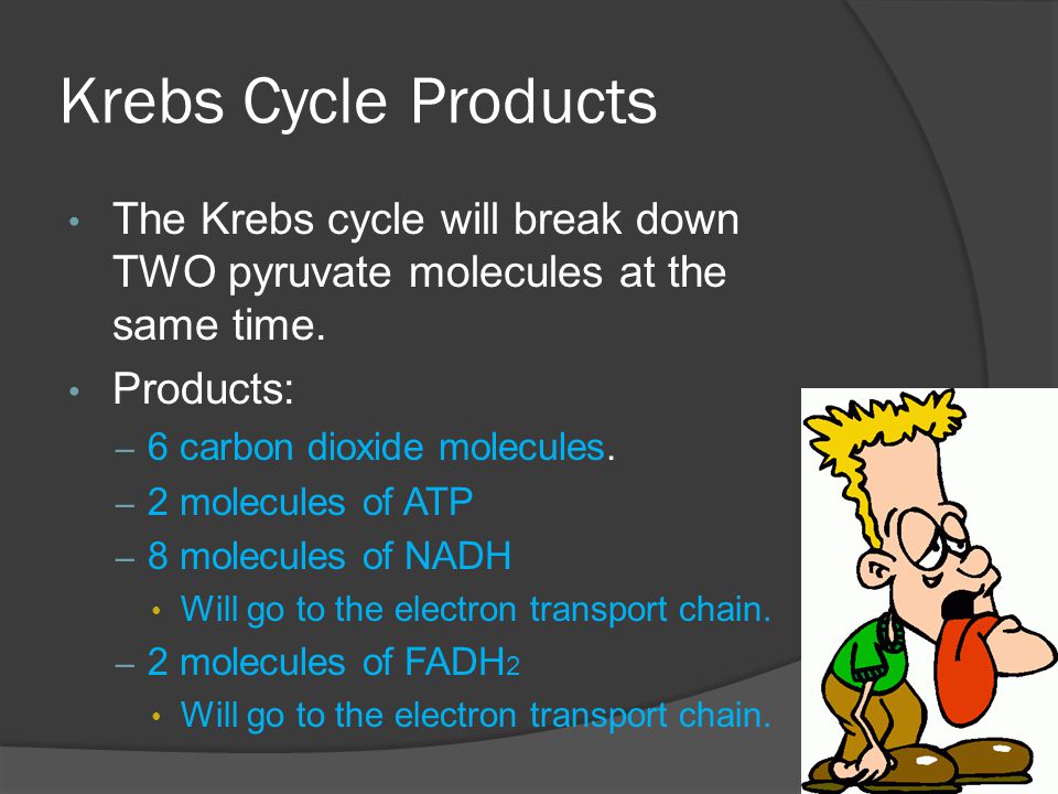 Krebs Cycle Products The Krebs cycle will break down TWO pyruvate molecules at the same time. Products: