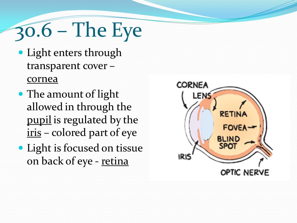 30.6 – The Eye Light enters through transparent cover – cornea