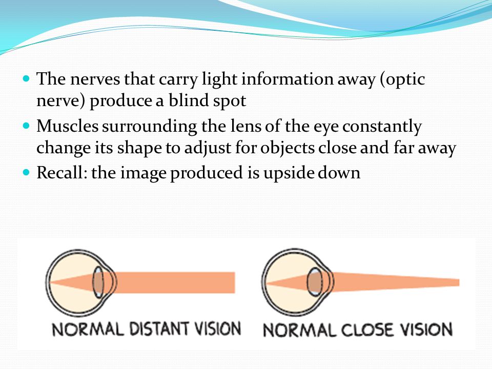 The nerves that carry light information away (optic nerve) produce a blind spot