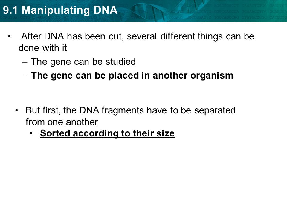 After DNA has been cut, several different things can be done with it
