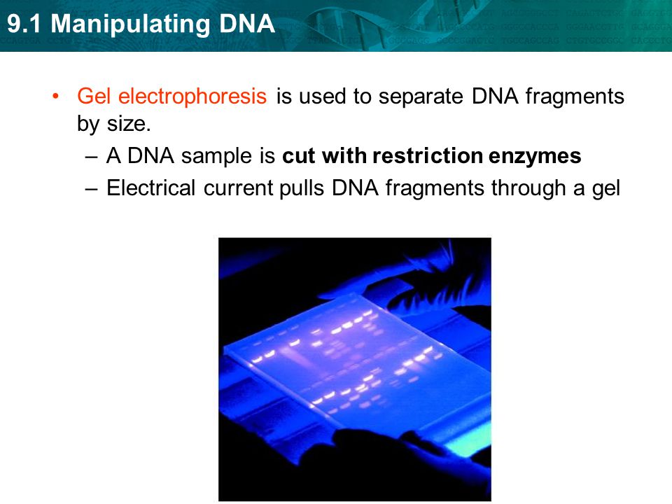 Gel electrophoresis is used to separate DNA fragments by size.