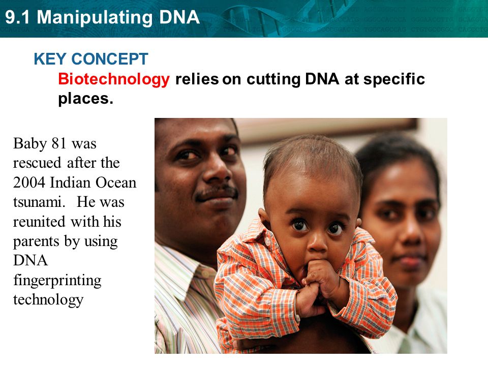 KEY CONCEPT Biotechnology relies on cutting DNA at specific places.
