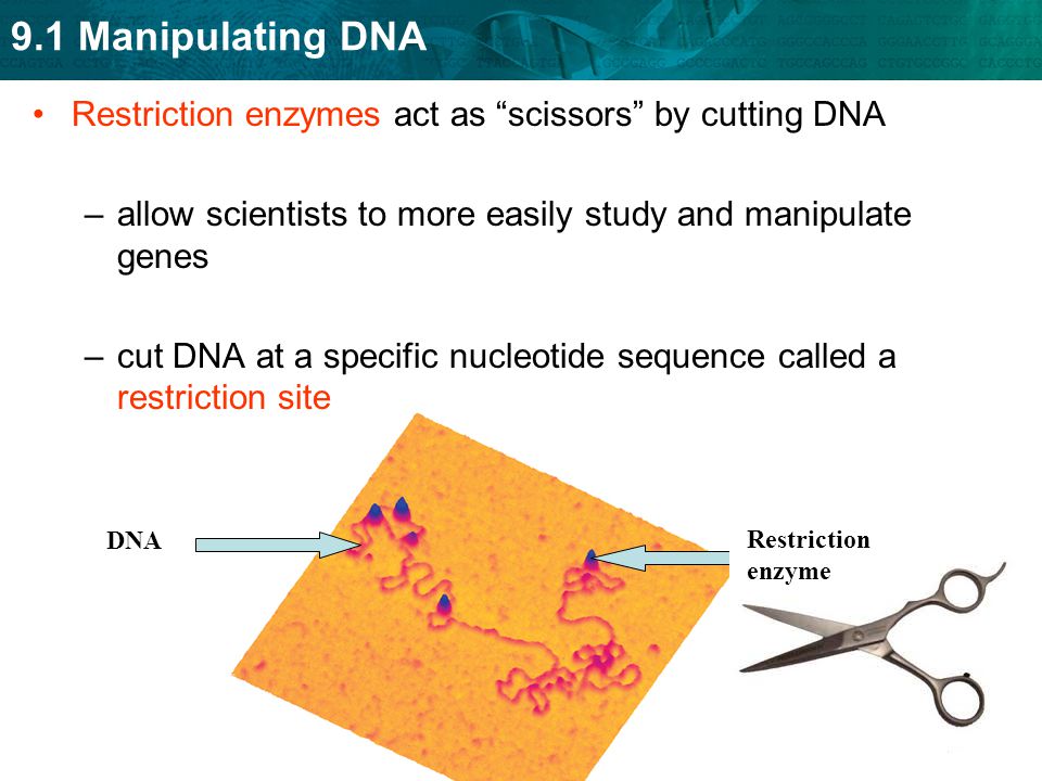 Restriction enzymes act as scissors by cutting DNA