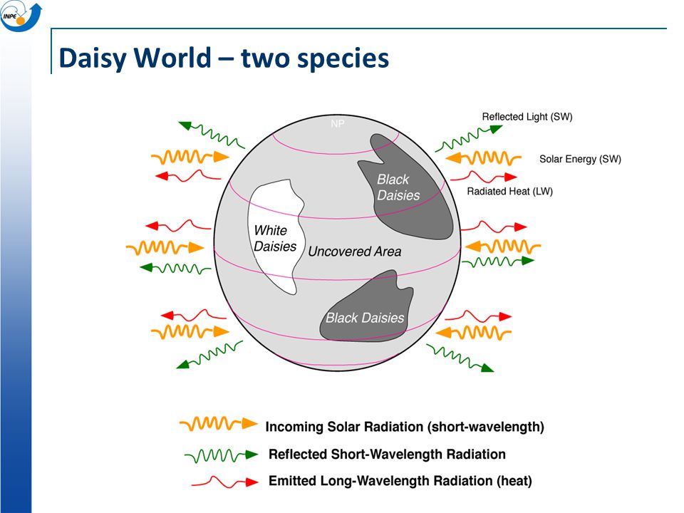 Daisy World – two species