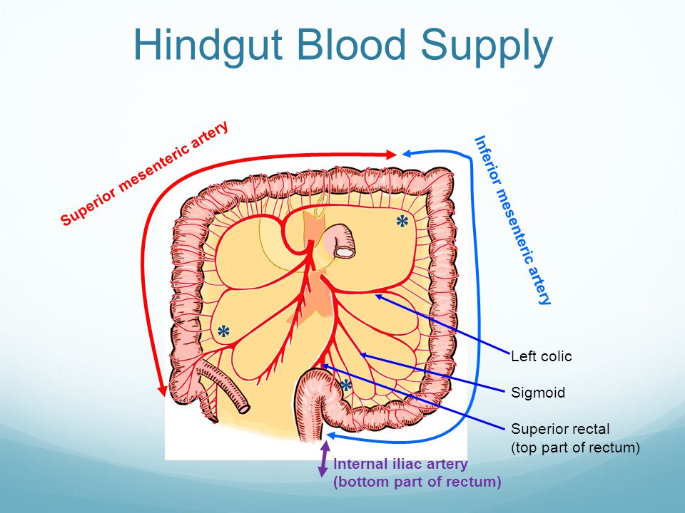 mesenteric,mesenchymal hindgut blood supply superior mesenteric artery inferior