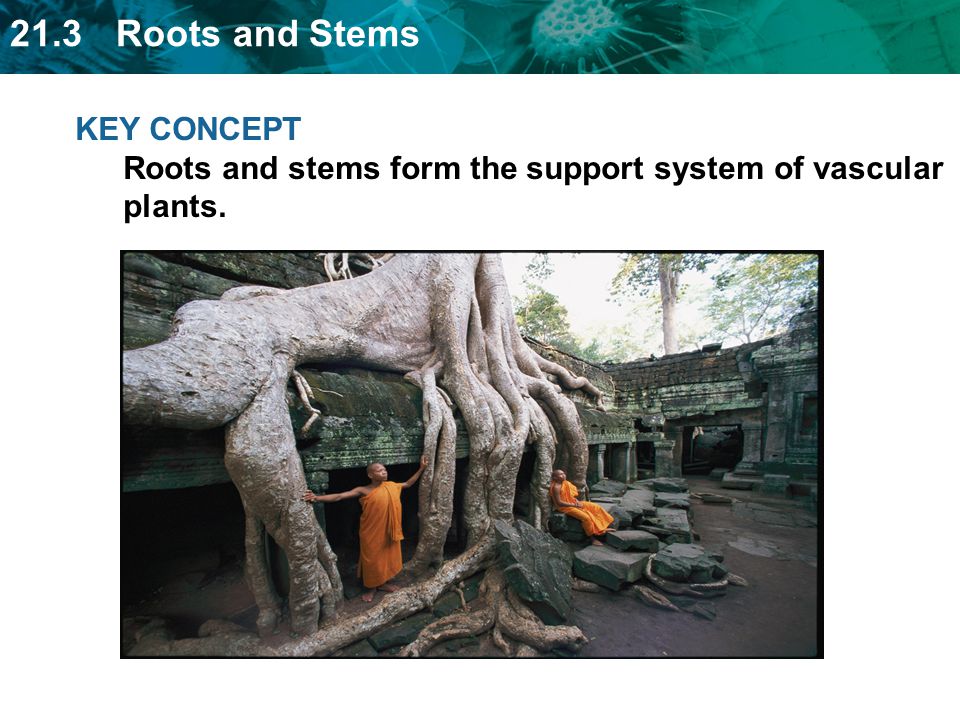 KEY CONCEPT Roots and stems form the support system of vascular plants.