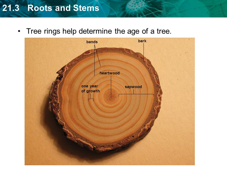 Tree rings help determine the age of a tree.