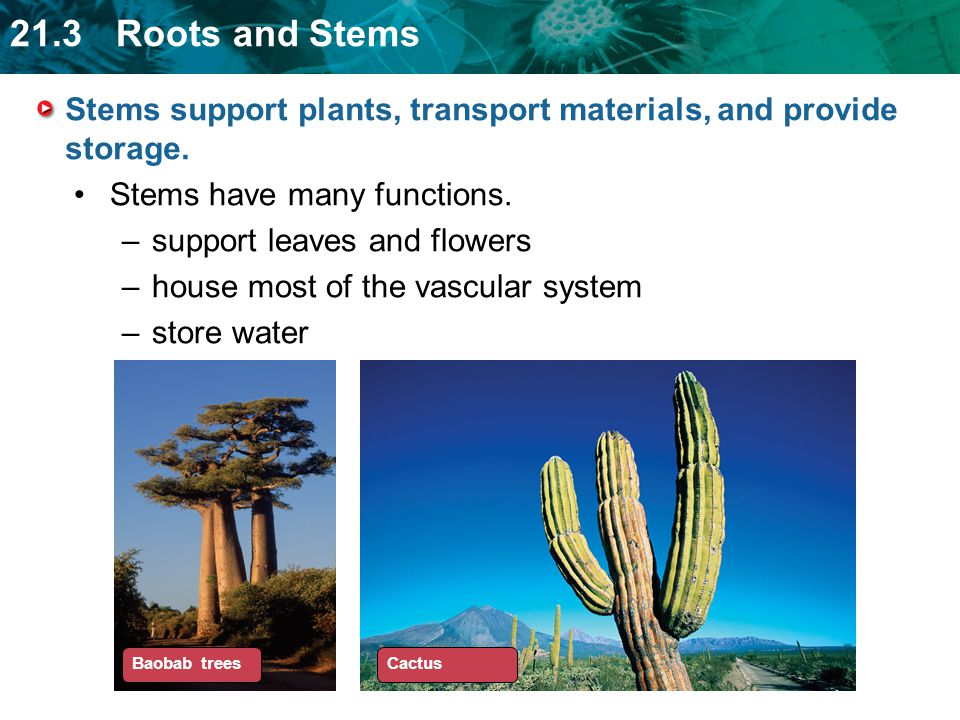 Stems support plants, transport materials, and provide storage.