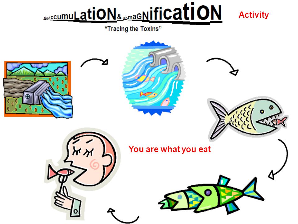 Activity You are what you eat