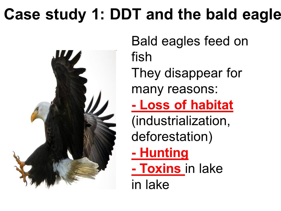 Case study 1: DDT and the bald eagle
