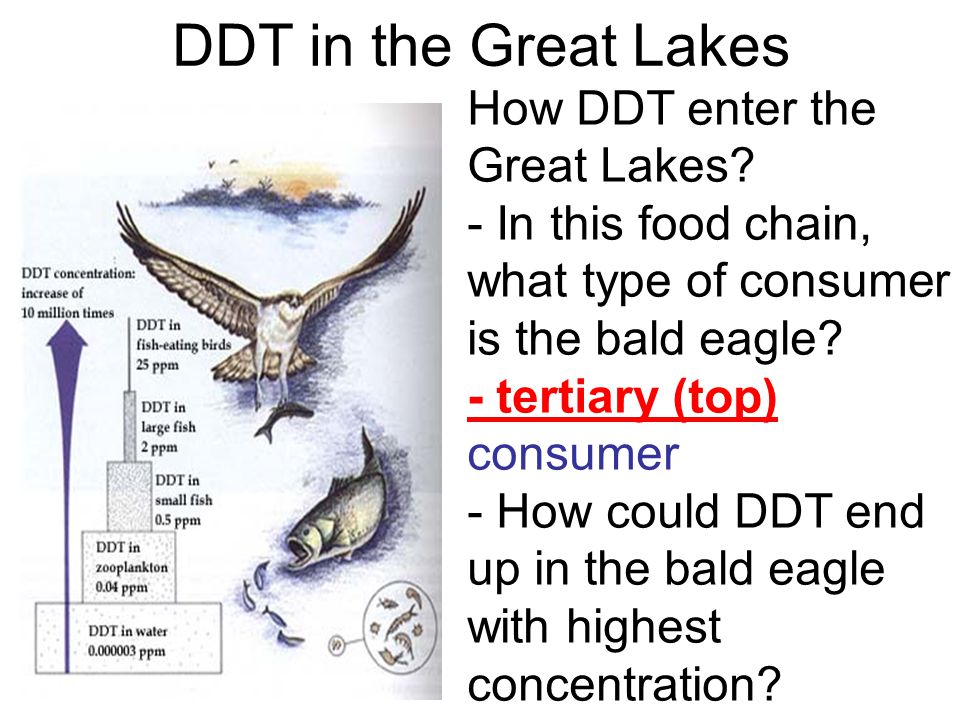 DDT in the Great Lakes How DDT enter the Great Lakes