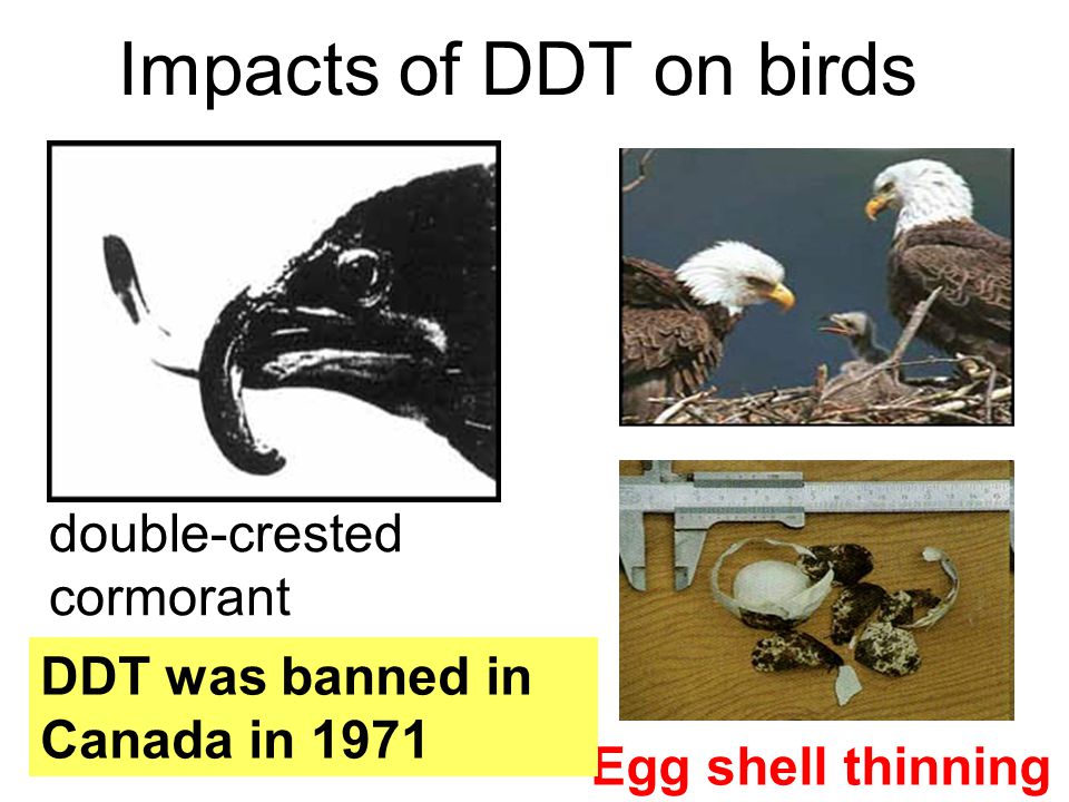 Impacts of DDT on birds double-crested cormorant