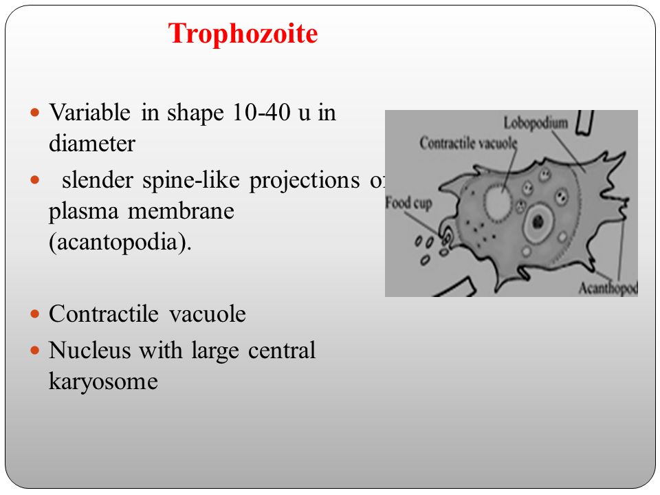 Trophozoite Variable in shape u in diameter