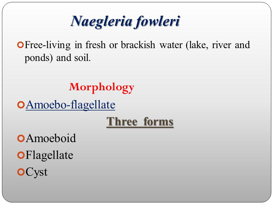 Naegleria fowleri Morphology Amoebo-flagellate Three forms Amoeboid