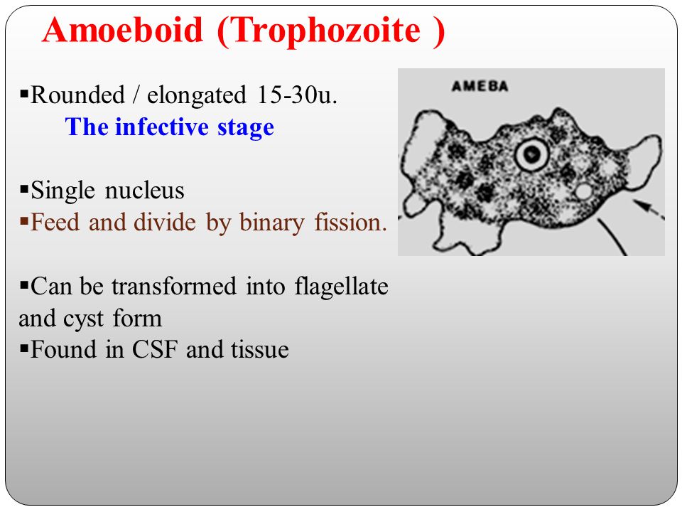 Amoeboid (Trophozoite )