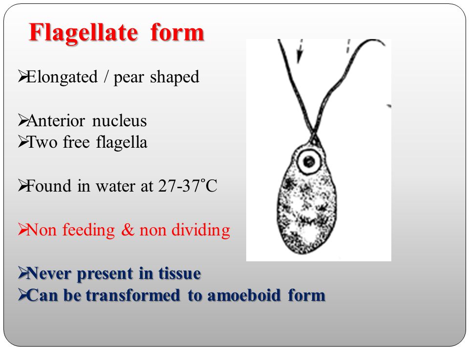 Flagellate form Elongated / pear shaped Anterior nucleus