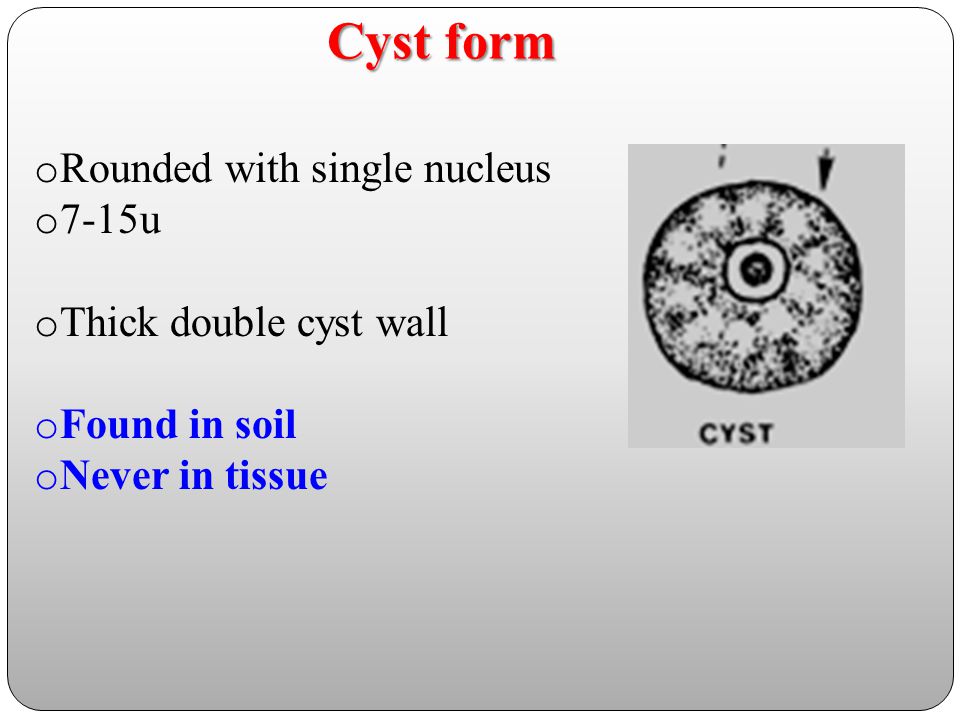 Cyst form Rounded with single nucleus 7-15u Thick double cyst wall