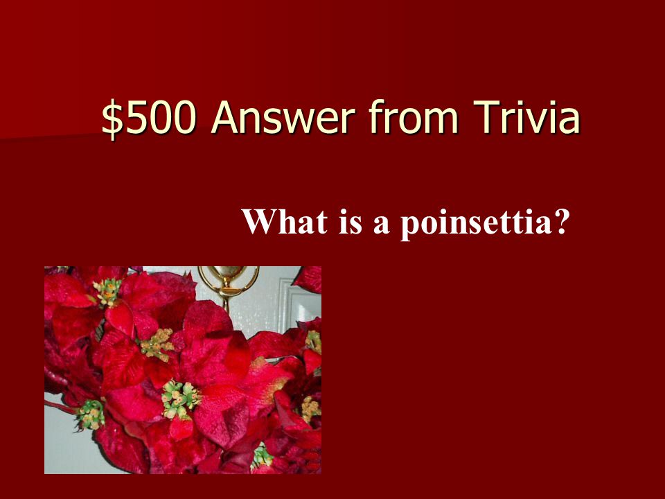$500 Answer from Trivia What is a poinsettia