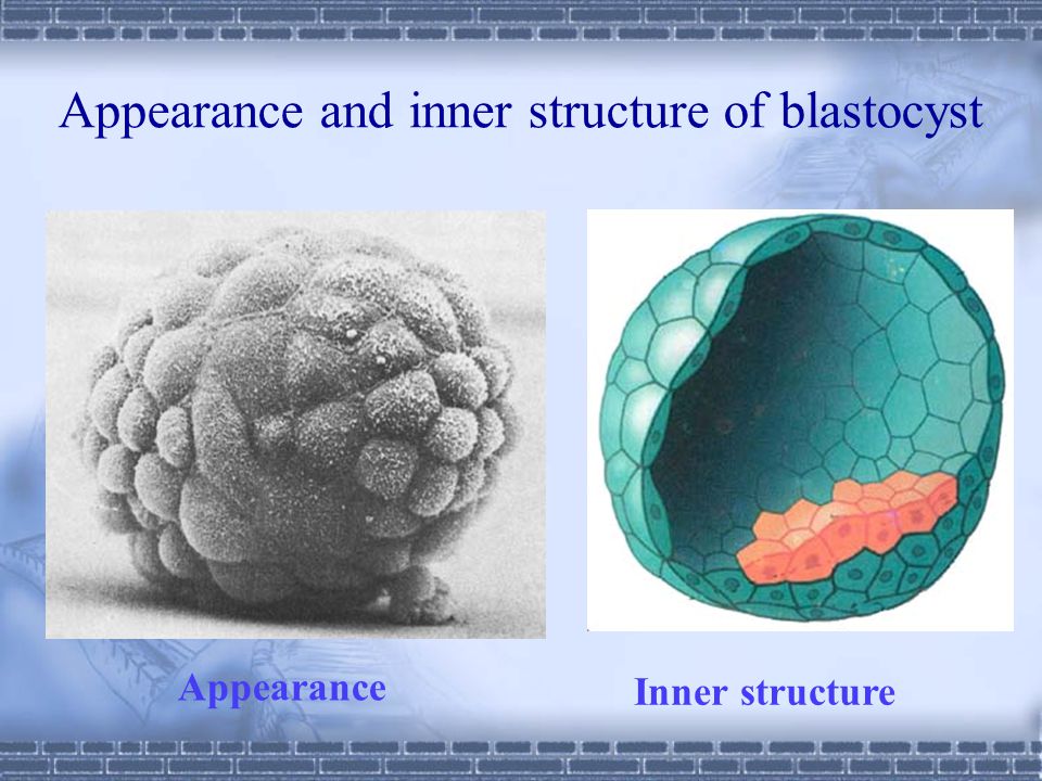 general embryology 1. development of embryology