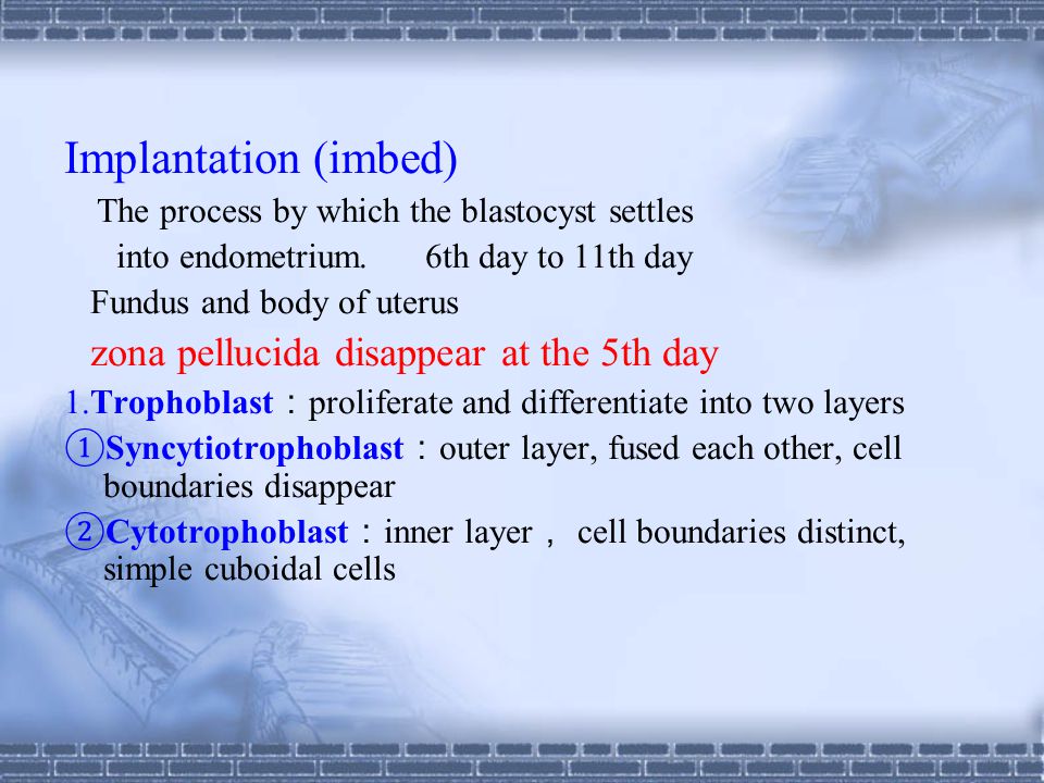 6th day to 11th day the process by which the blastocyst settles