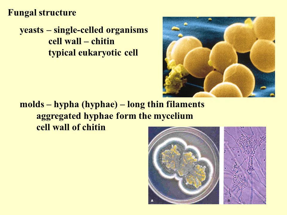 Fungal structure yeasts – single-celled organisms cell wall – chitin typical eukaryotic cell.